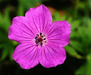 Dlaczego pelargonia nie kwitnie