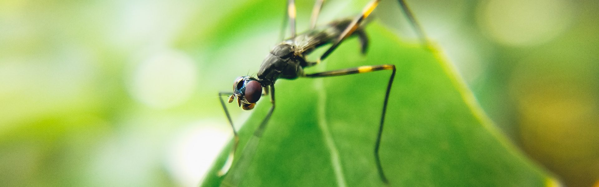 Jakie rośliny odstraszają komary