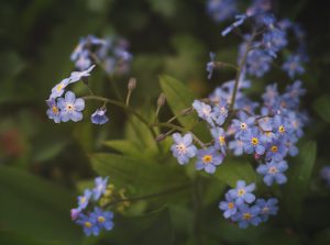 Niezapominajka - kiedy kwitnie