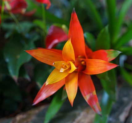 Kwiat bromelia - co ile podlewać