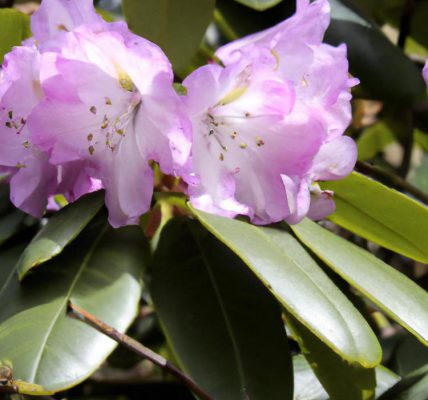 Ziemia do rododendronów - co wybrać?