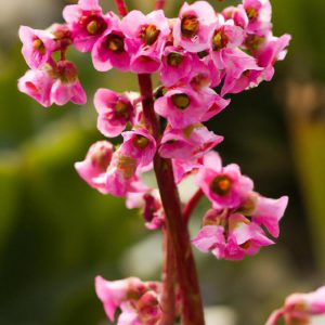 Kiedy kwitnie bergenia