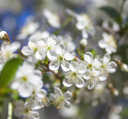 Zdrowie i odporność w jednym - kiedy kwitnie czeremcha