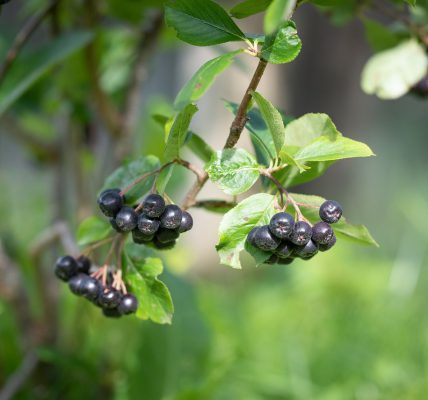 kiedy kwitnie aronia