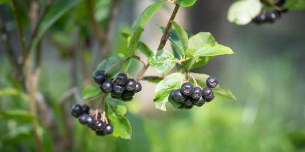 kiedy kwitnie aronia