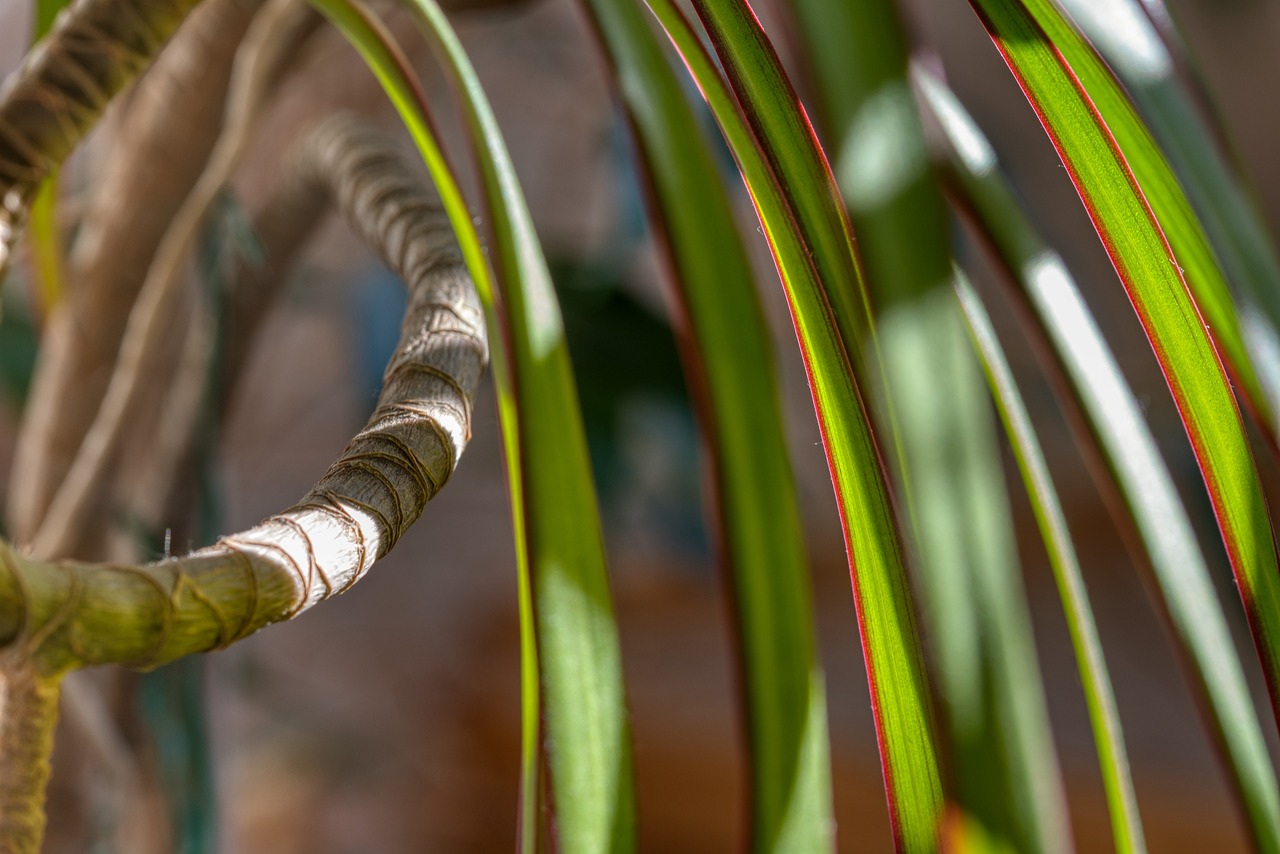 kiedy kwitnie dracena