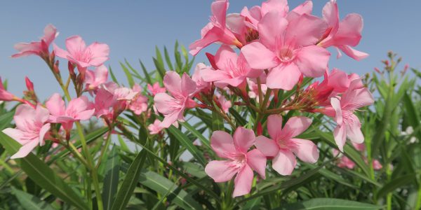 kiedy kwitnie oleander