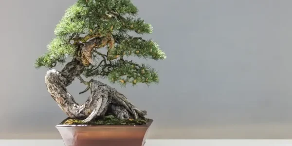 co to jest bonsai