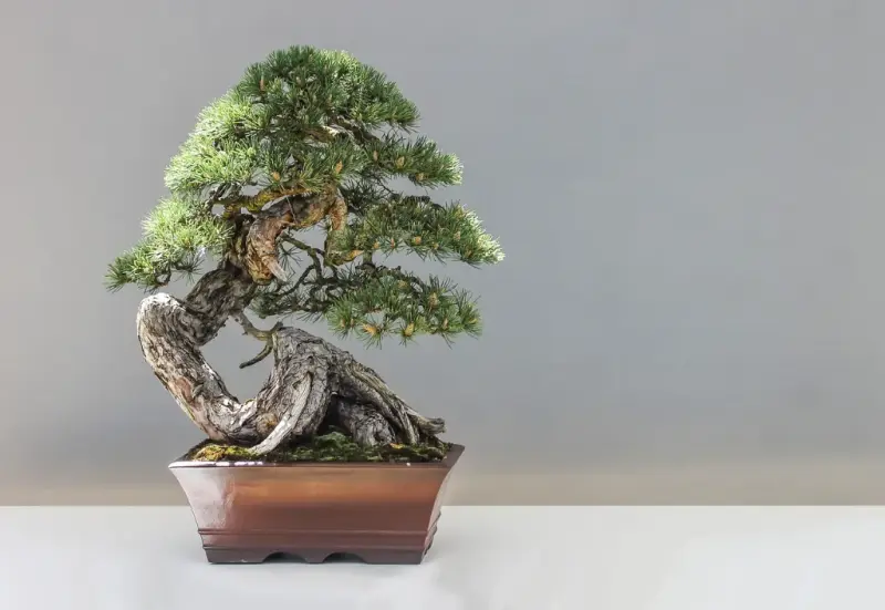co to jest bonsai